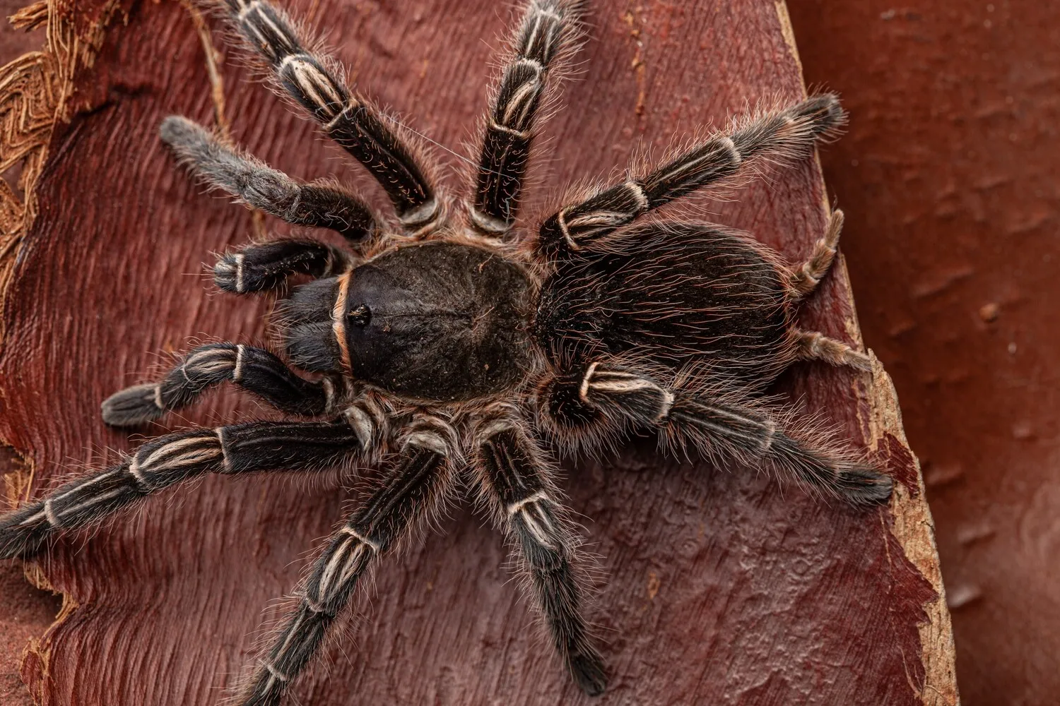 19909 tarantula substrate