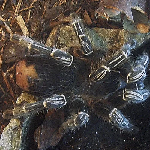 19909 tarantula temperature humidity