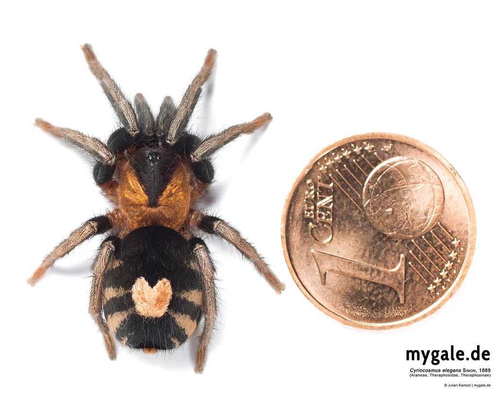 19910 c elegans size