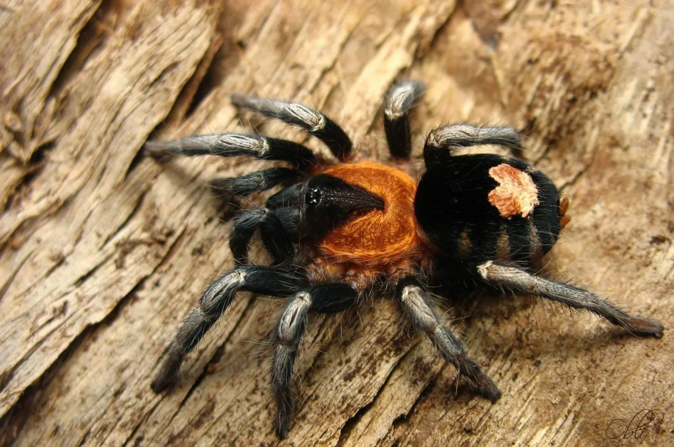 19910 tarantula diet