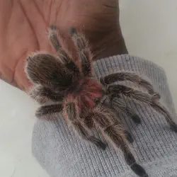 /img/19914-chilean-rose-tarantula-defensive-pose.webp
