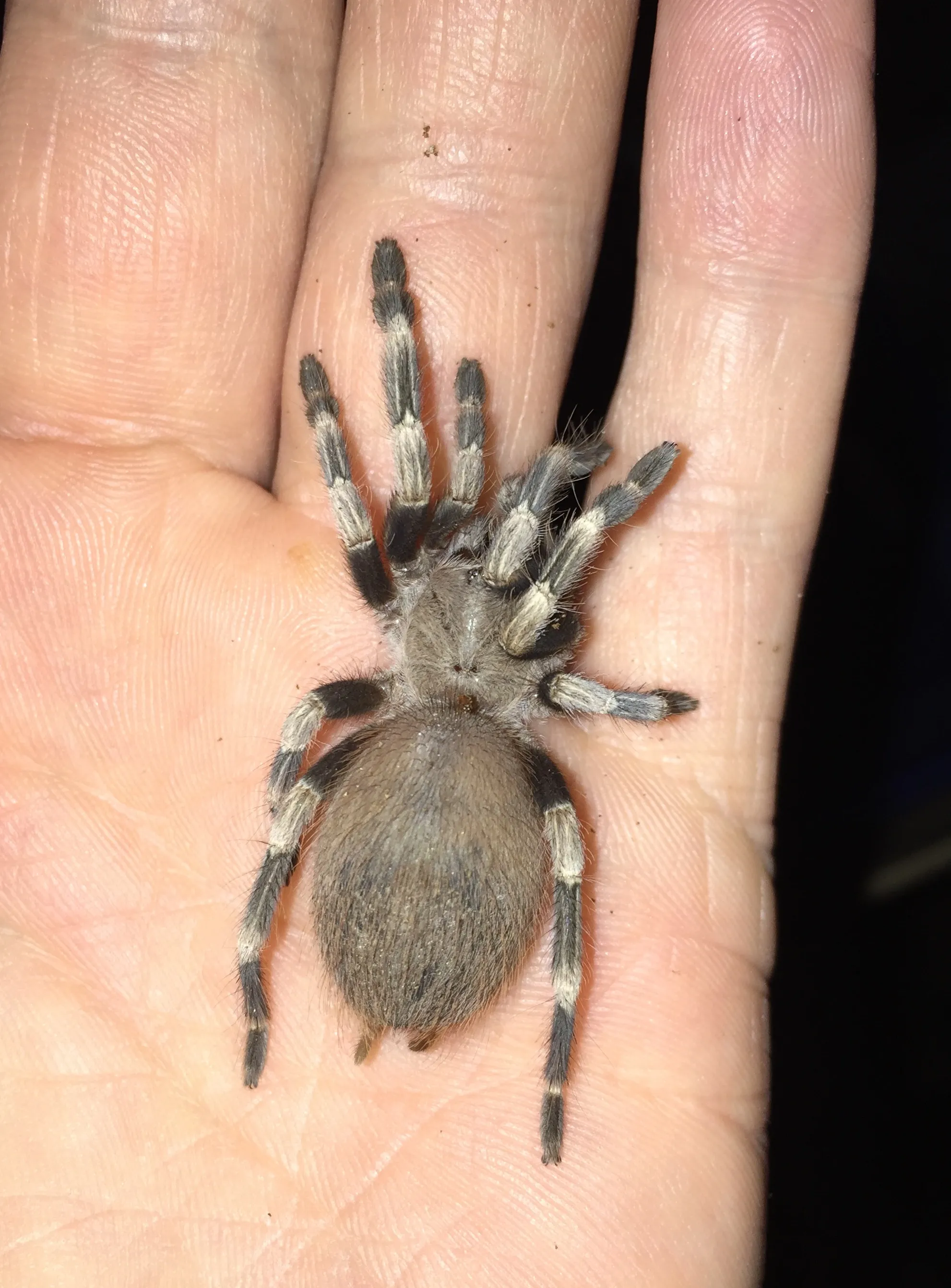 /img/19919-nhandu-tarantula-breeding.webp