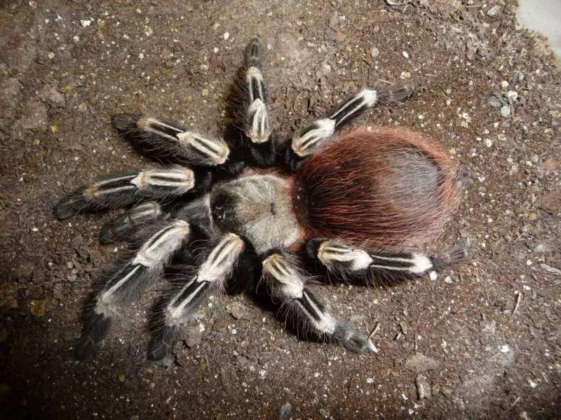 19919 nhandu tarantula enclosure