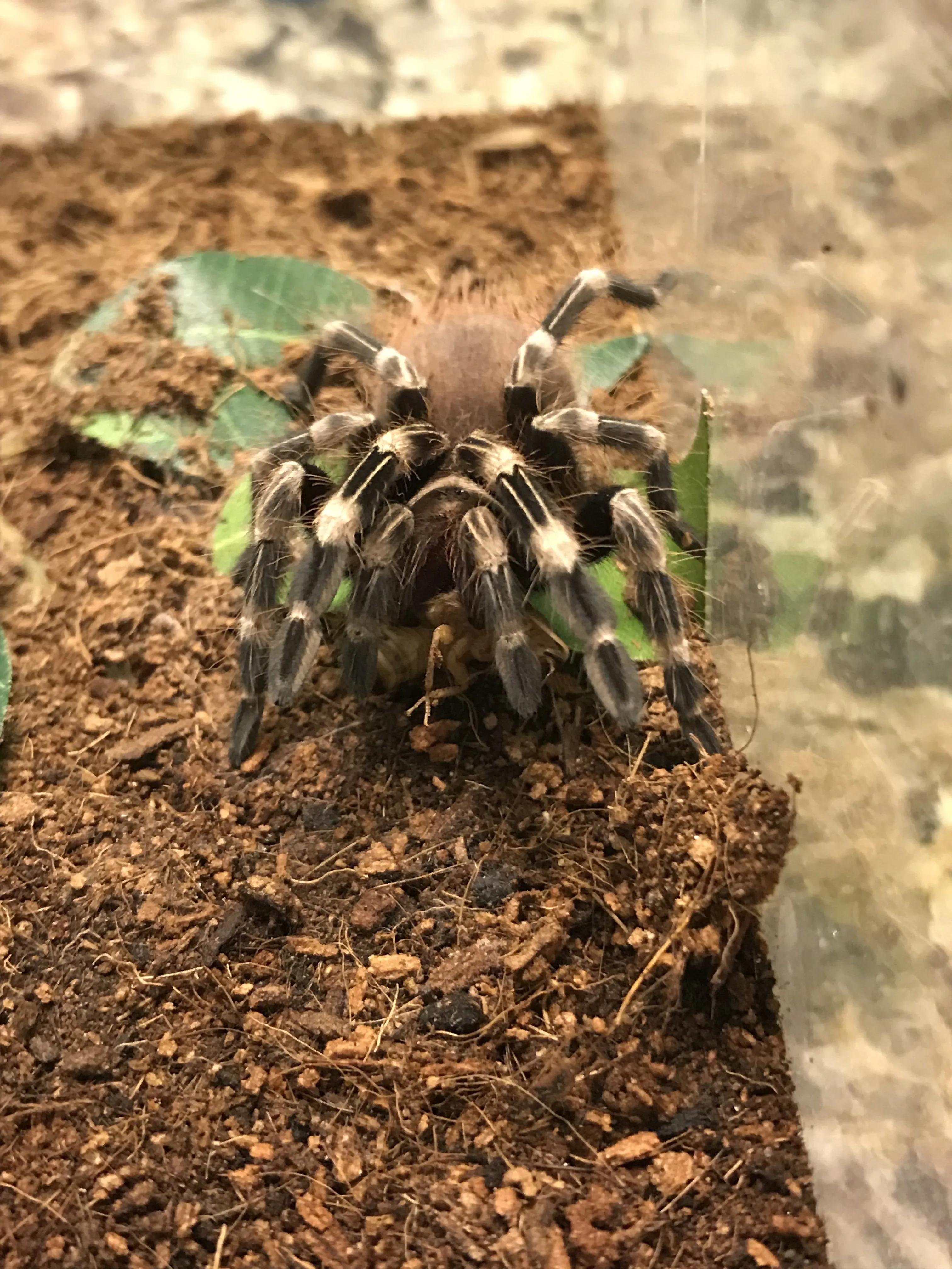 19919 nhandu tarantula feeding