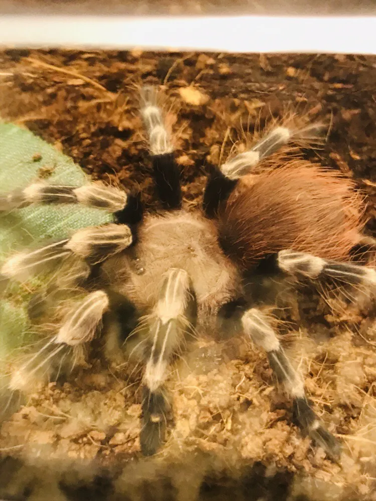 19919 nhandu tarantula handling
