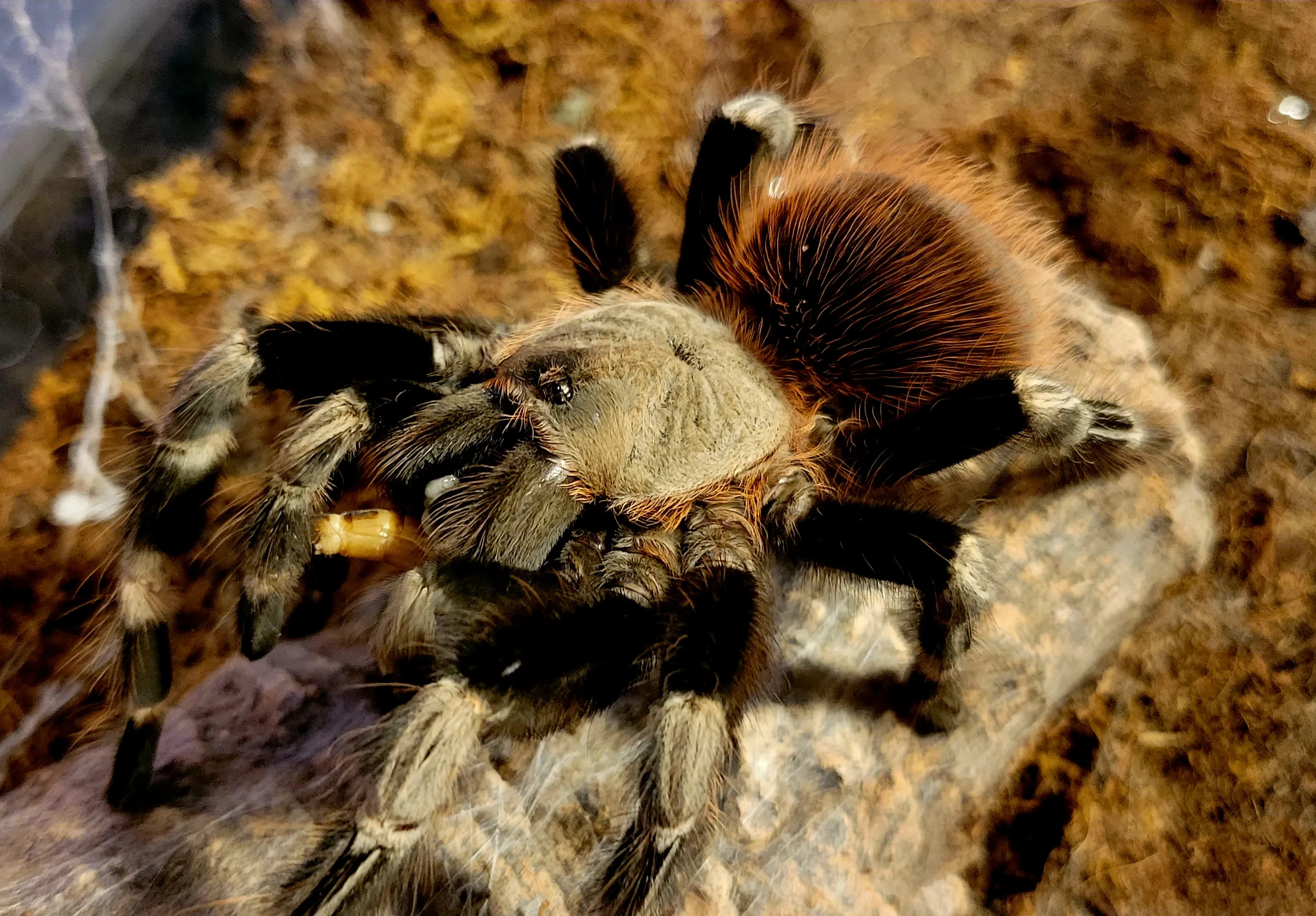 19919 nhandu tarantula molting