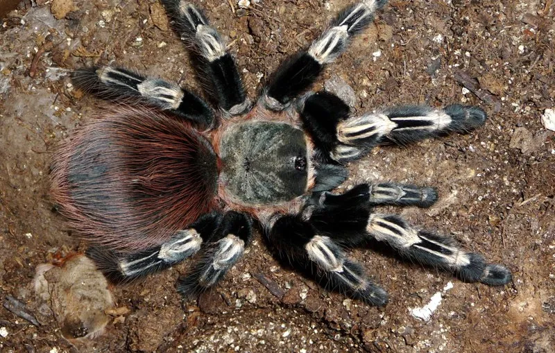 19919 nhandu tarantula overview