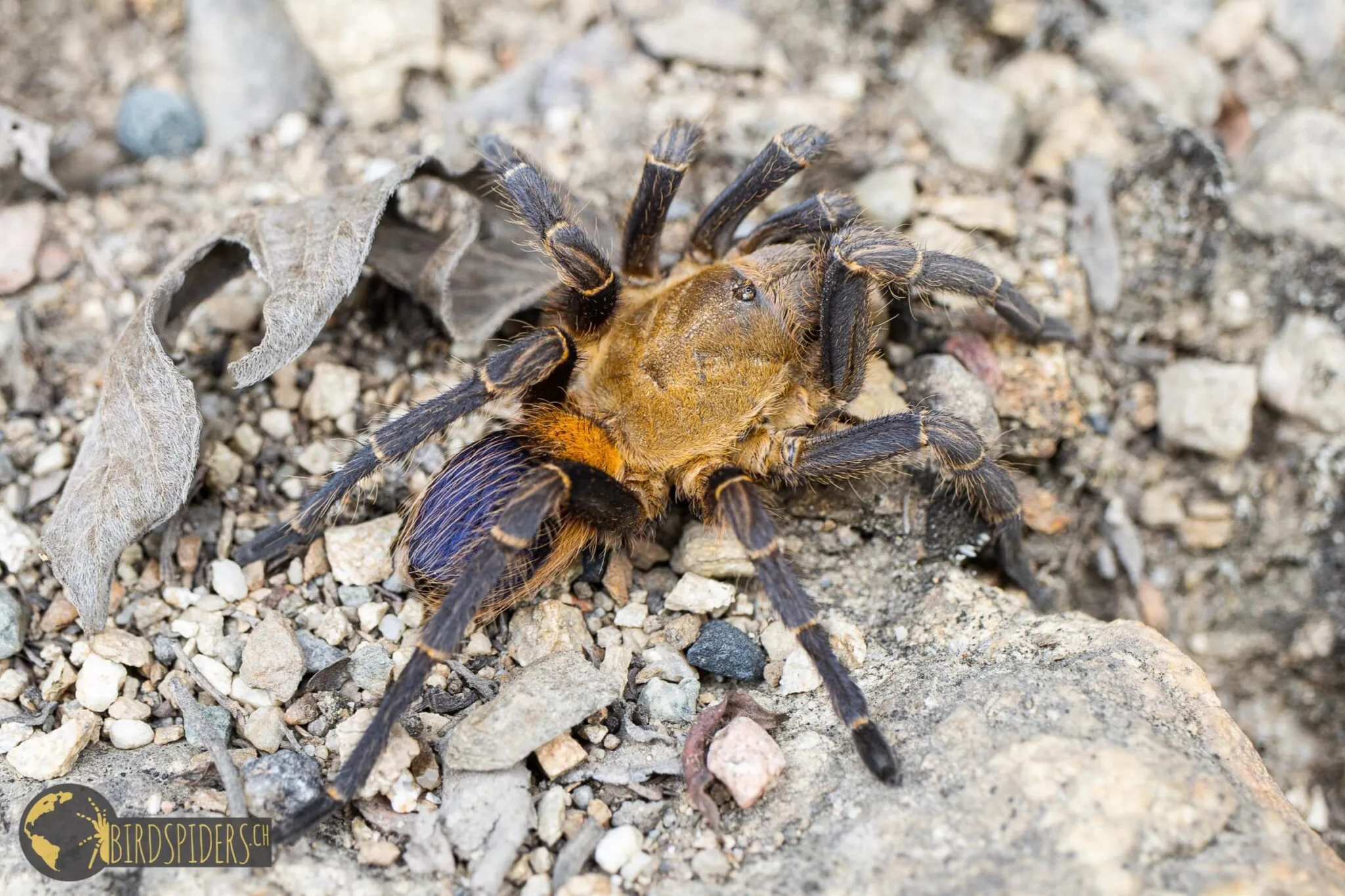 19924 blue yellow tarantula feeding