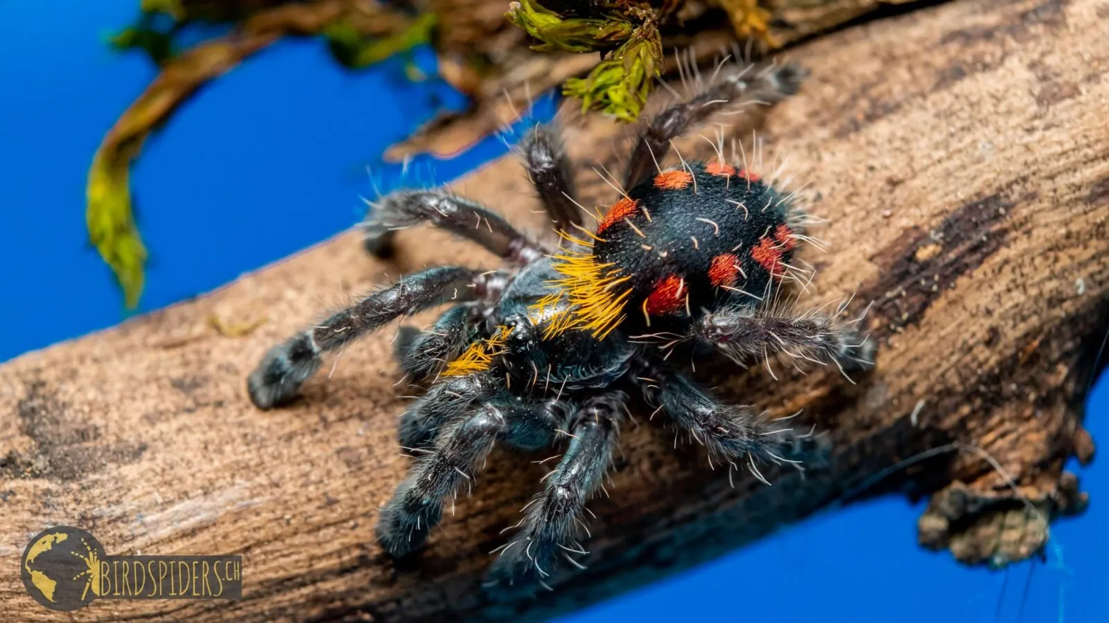19924 blue yellow tarantula identification