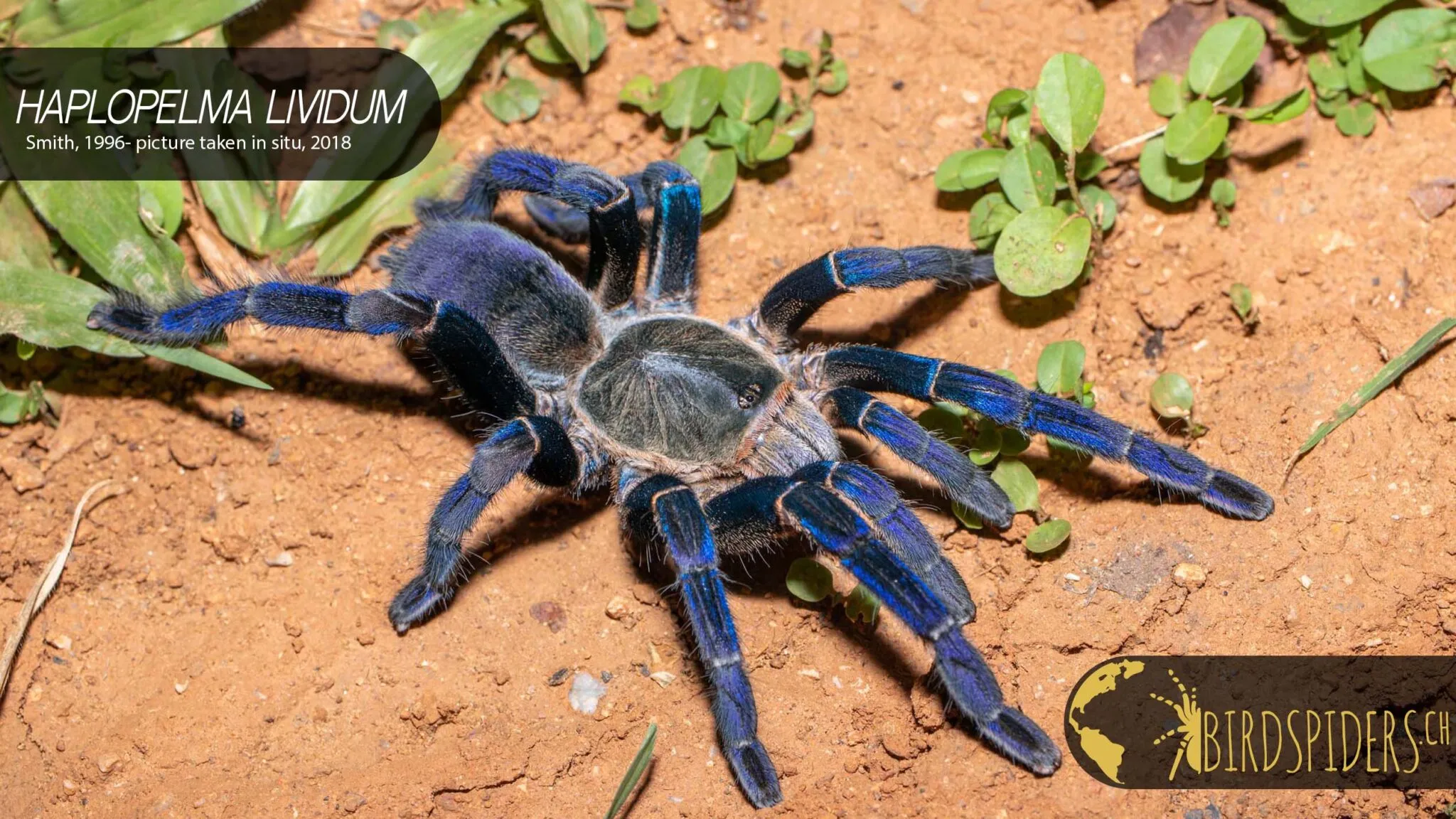 19924 blue yellow tarantula size
