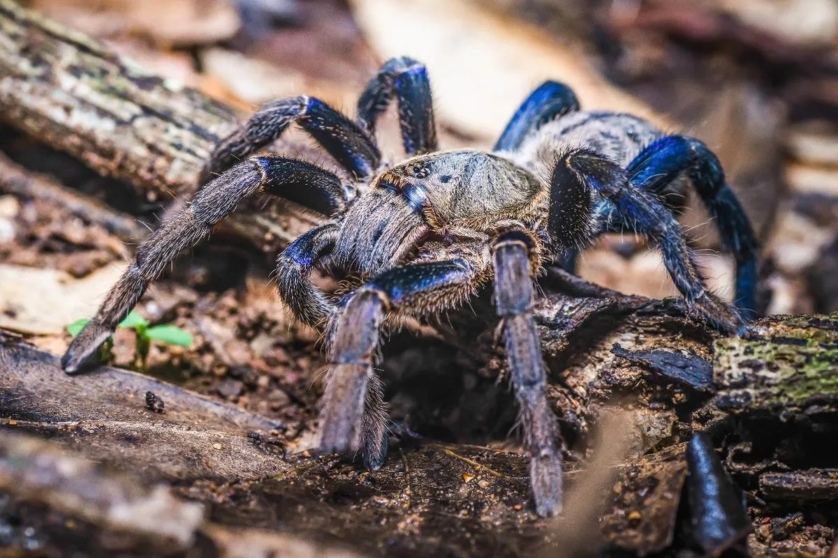 19924 blue yellow tarantula substrate