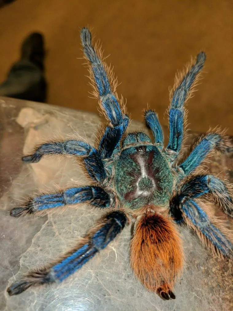 19926 green bottle blue tarantula coloration
