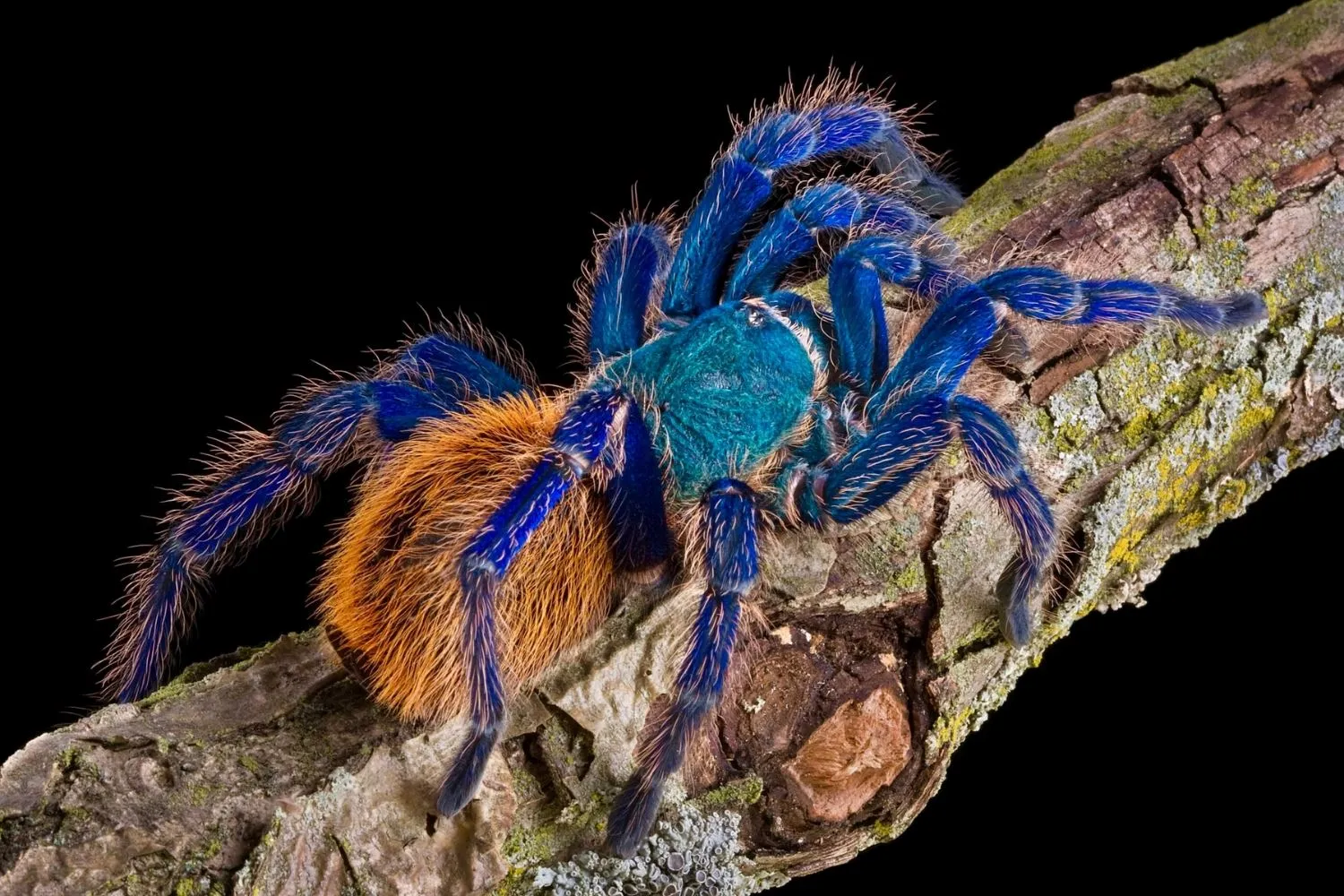 19926 green bottle blue tarantula enclosure
