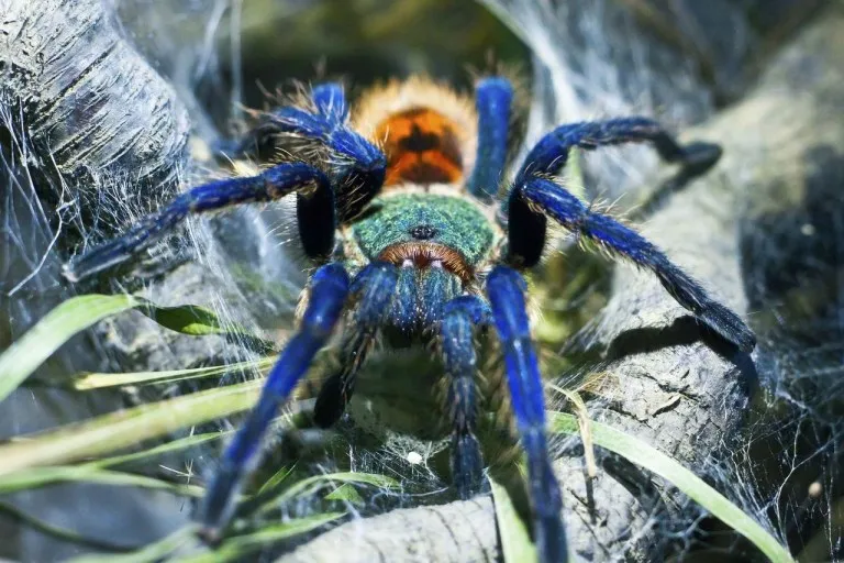 19926 green bottle blue tarantula overview