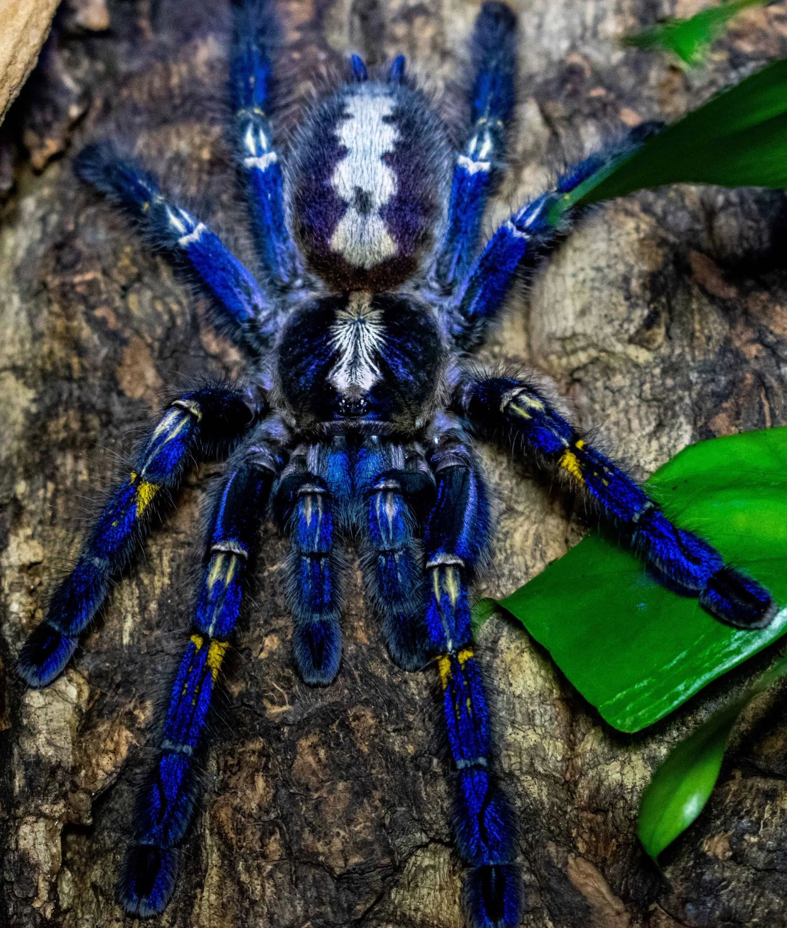 /img/19930-blue-tarantula-action.webp