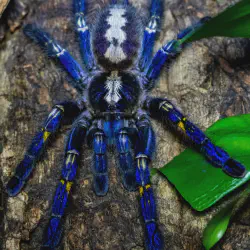 /img/19930-blue-tarantula-action.webp
