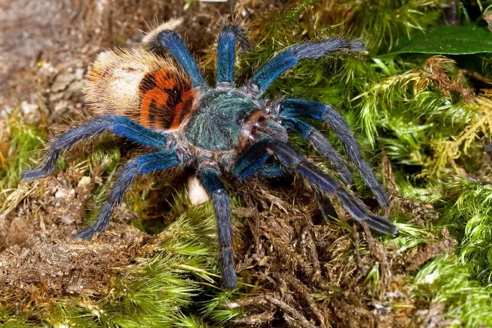 19930 blue tarantula close up