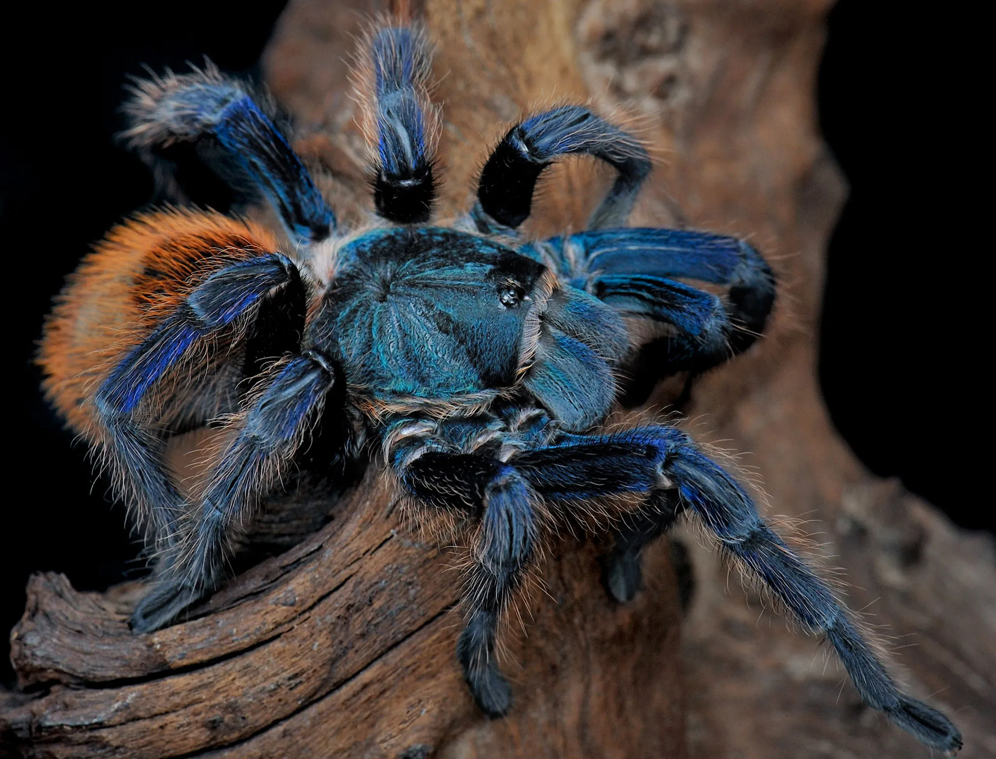 19930 blue tarantula composition