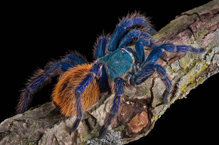 19930 blue tarantula editing