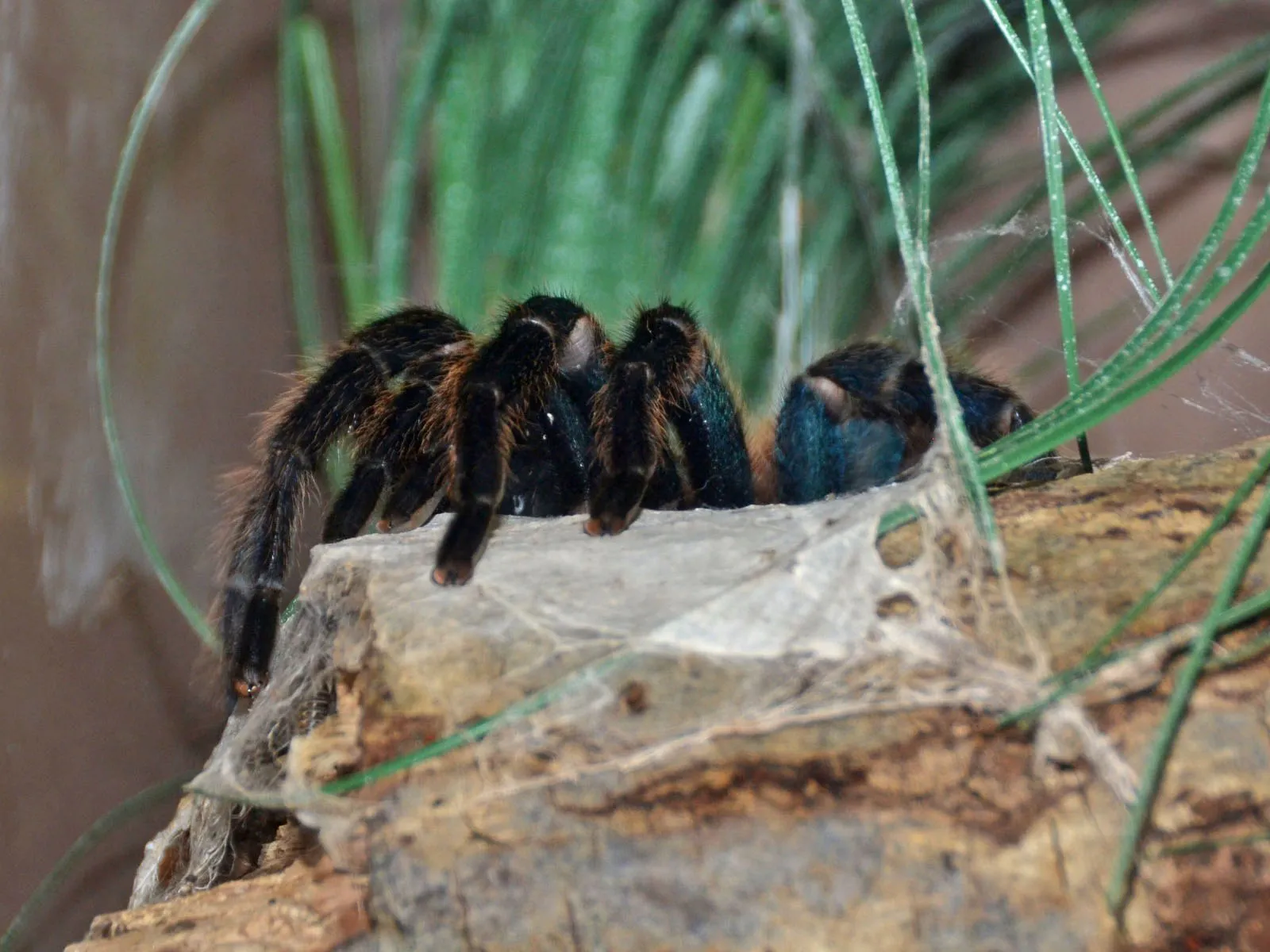 19930 blue tarantula lens