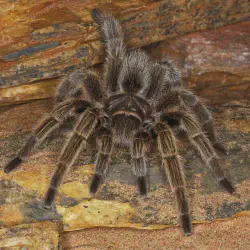 /img/19933-tarantula-handling.webp