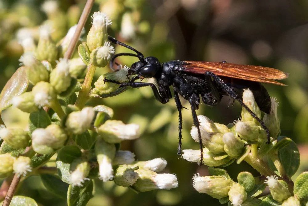 19934 tarantula hawk conservation