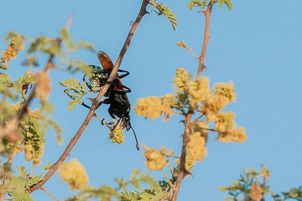 19934 tarantula hawk habitat