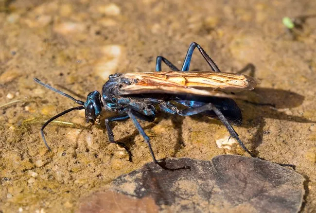 19934 tarantula hawk hunting