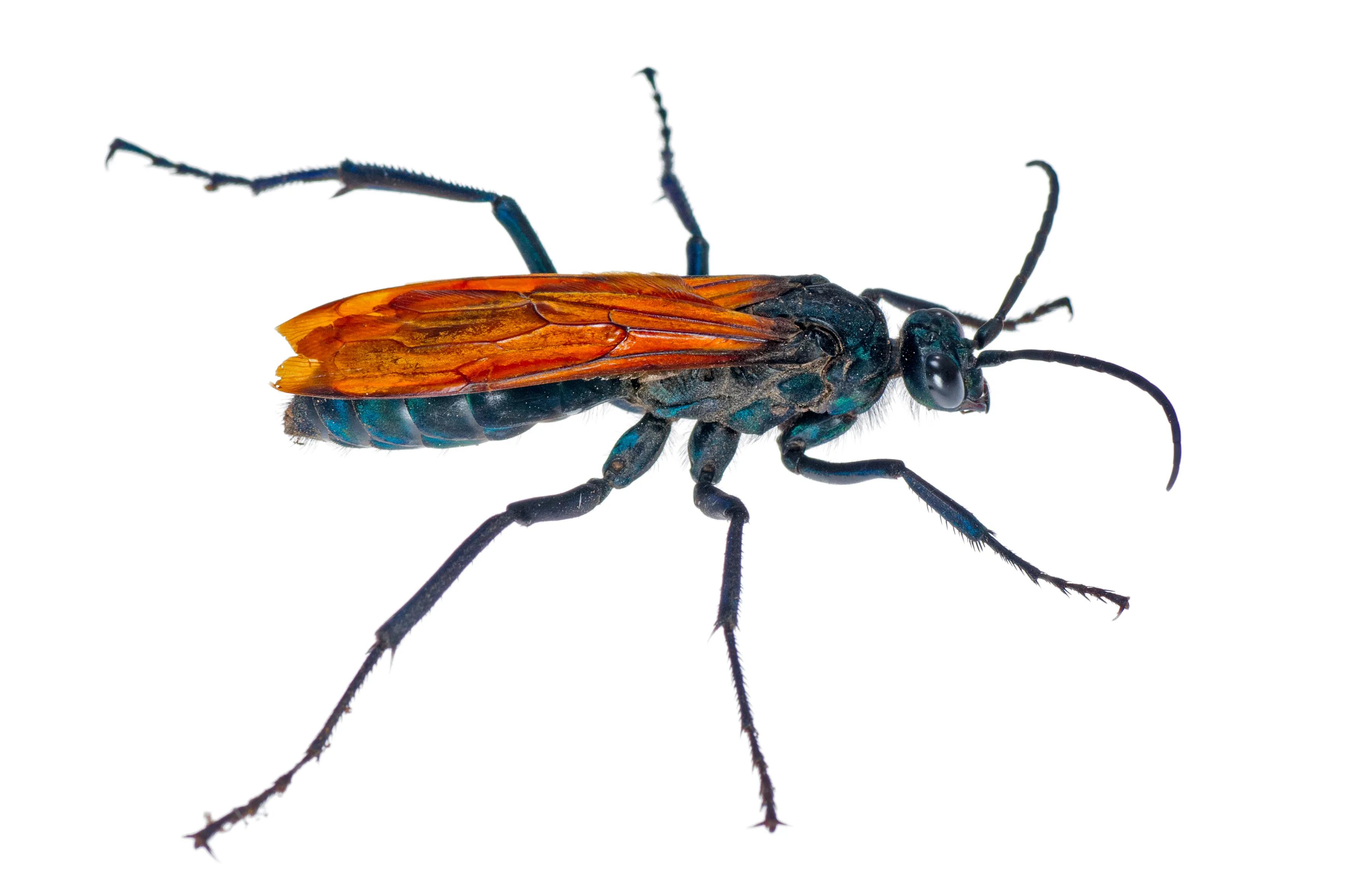 19934 tarantula hawk in virginia