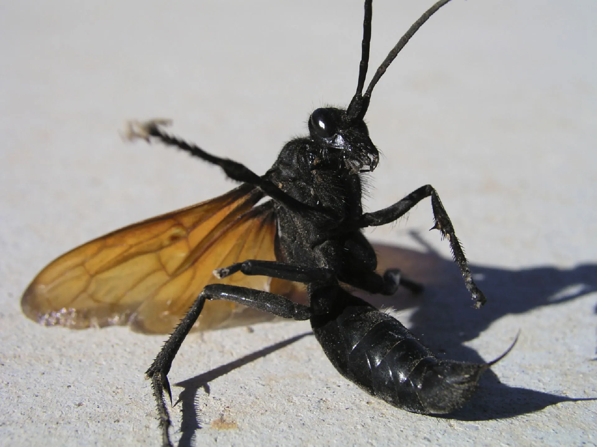 19934 tarantula hawk life cycle