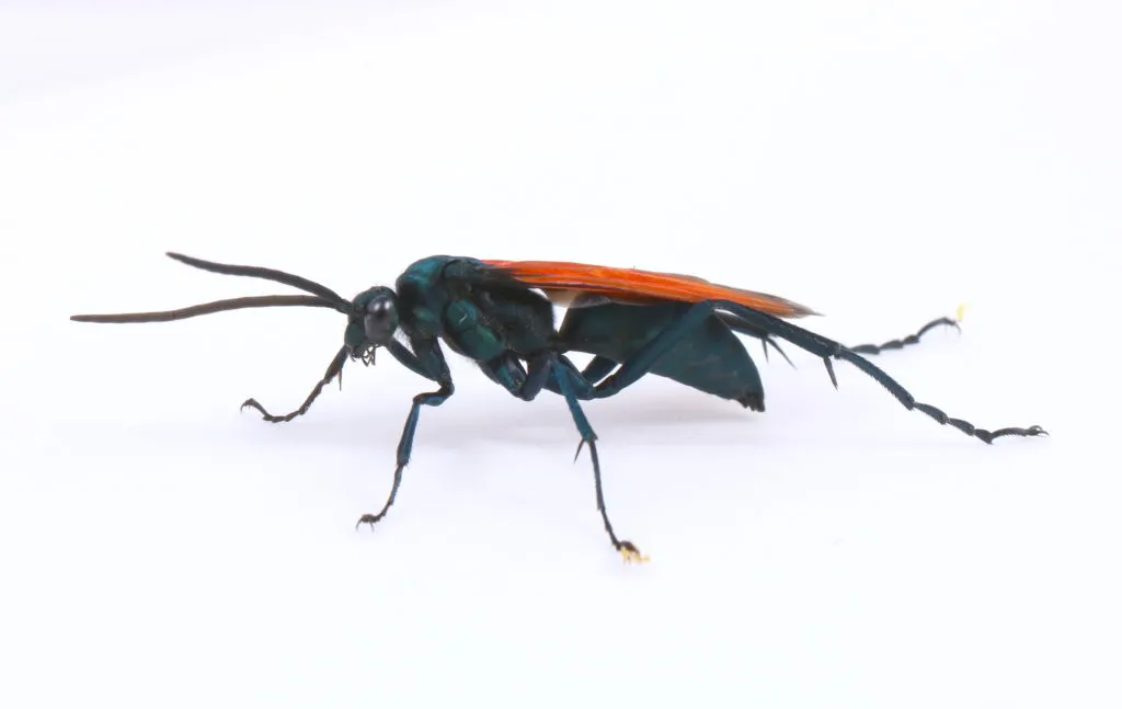 19934 tarantula hawk sting