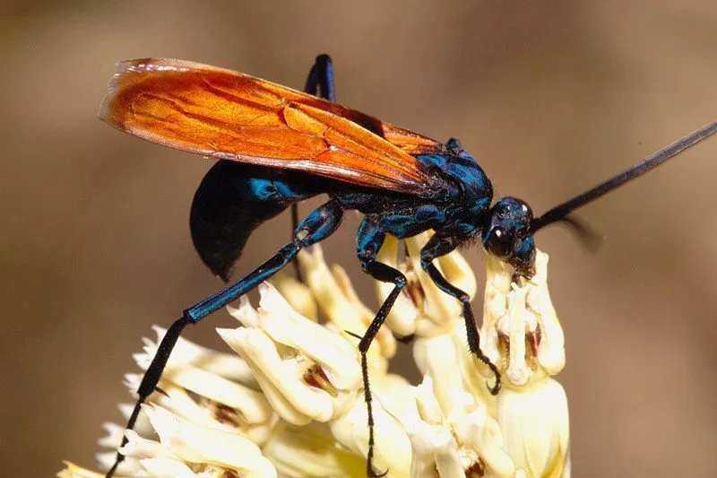 /img/19934-tarantula-hawk-trivia.webp