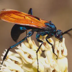 /img/19934-tarantula-hawk-trivia.webp