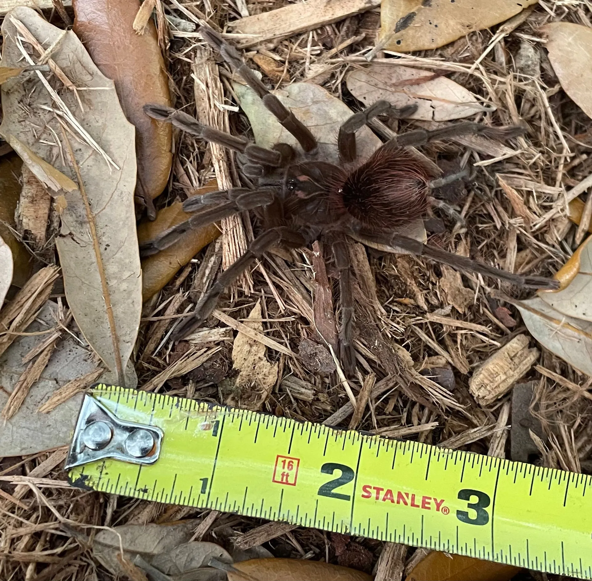 19935 cascada birdeater handling