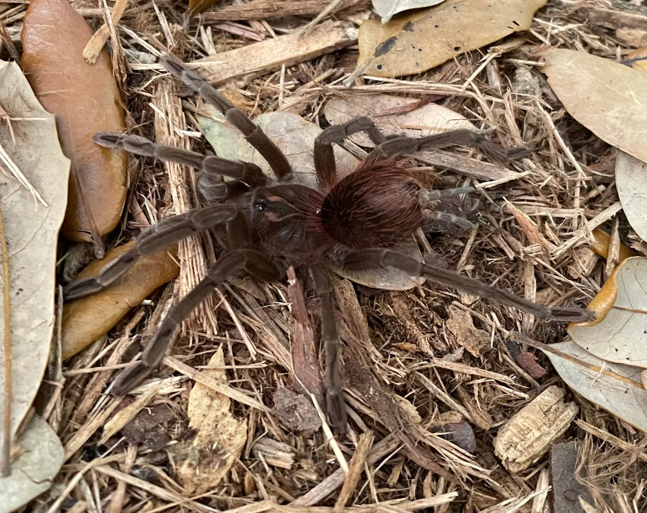 19935 cascada birdeater health