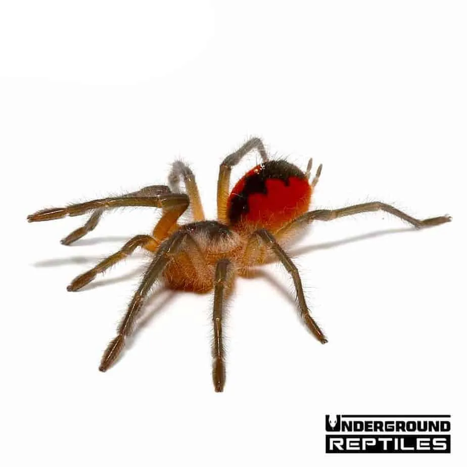 19935 cascada birdeater size