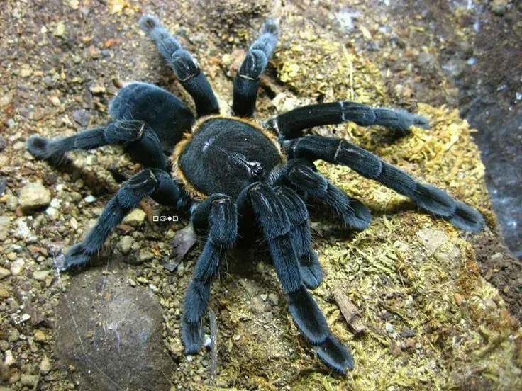 /img/19938-tarantula-breeding.webp