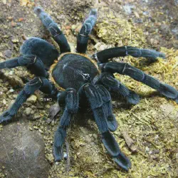 /img/19938-tarantula-breeding.webp