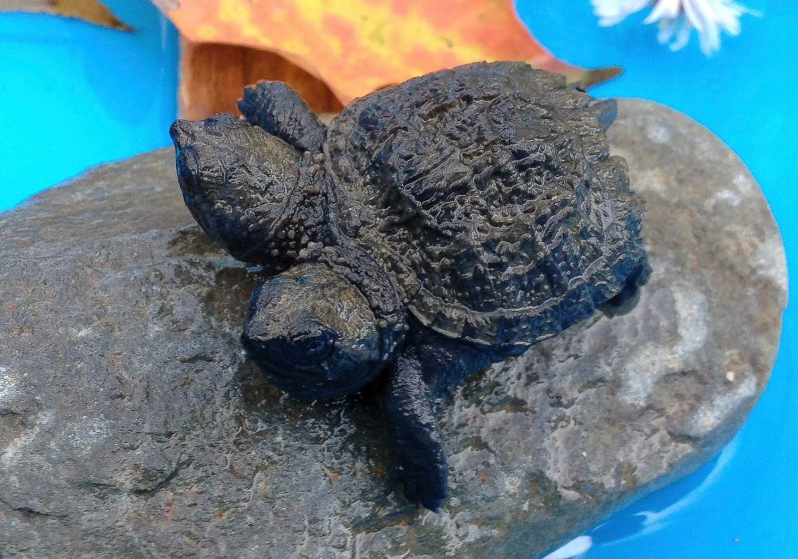 19938 tarantula venom