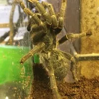 19939 arkansas tarantula spider species