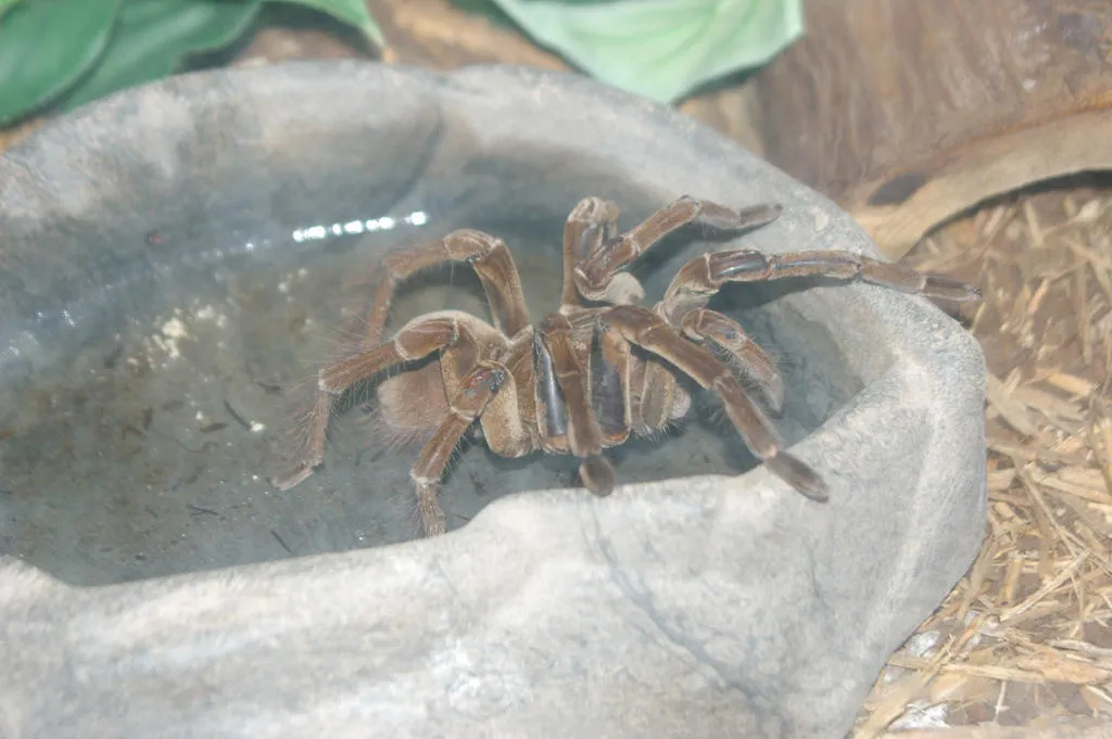 19940 tarantula drowning signs