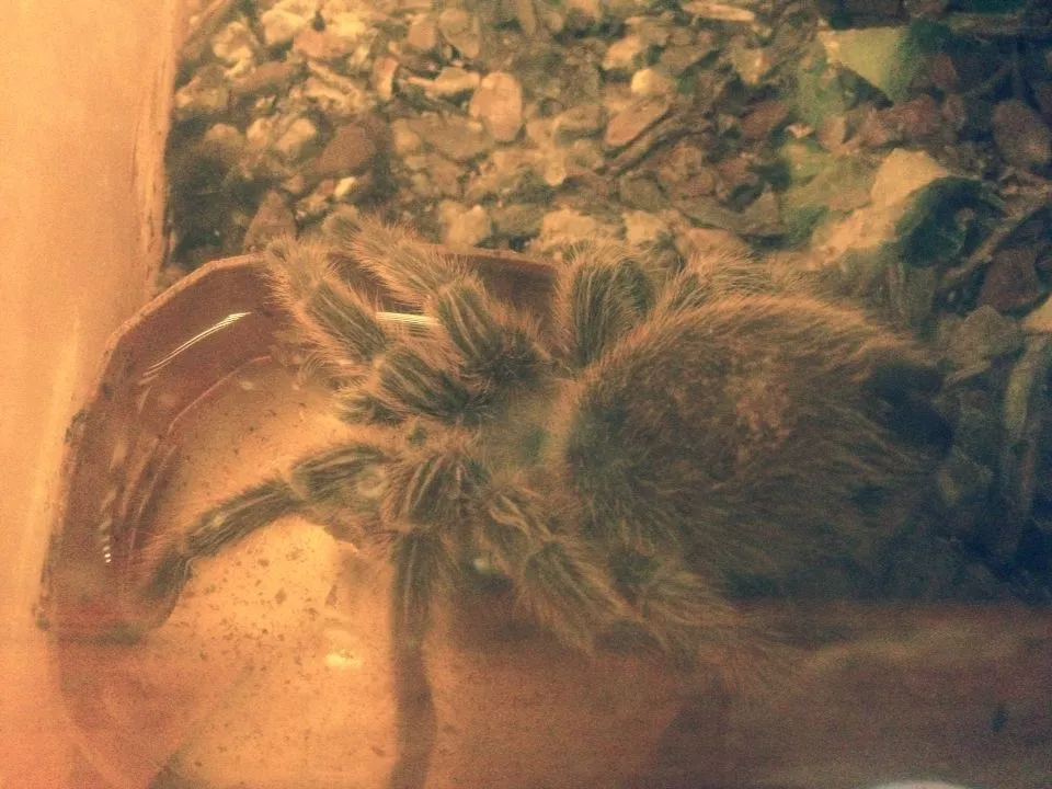 19940 tarantula in water overview