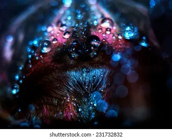 19940 tarantula respiratory system