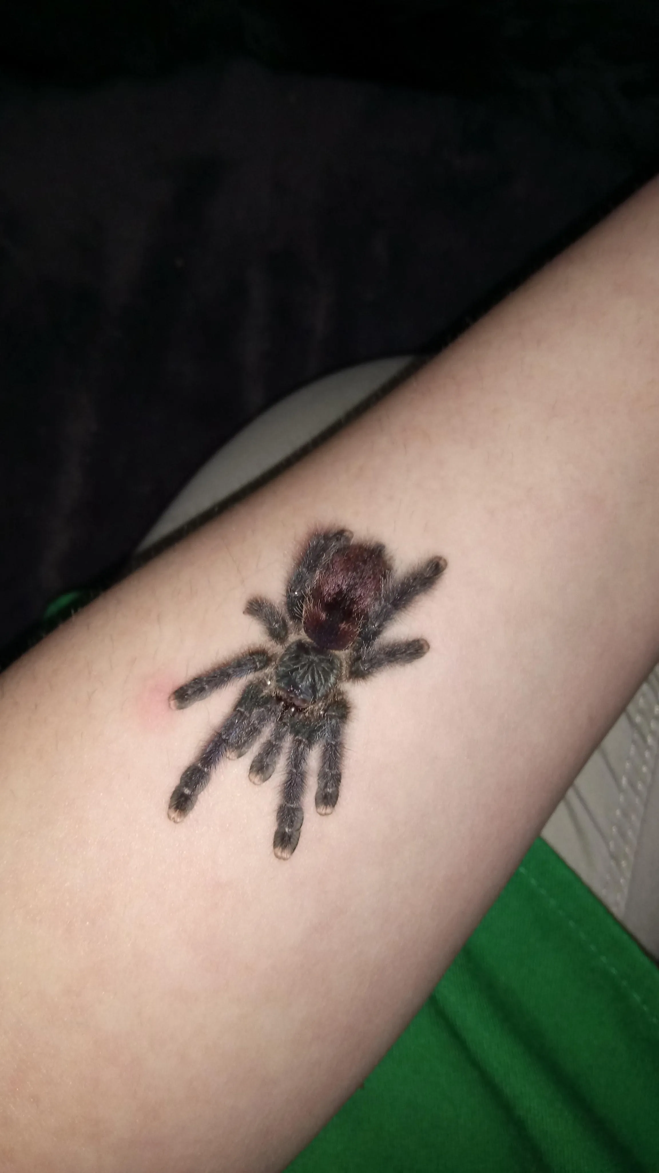 19944 avic tarantula enclosure