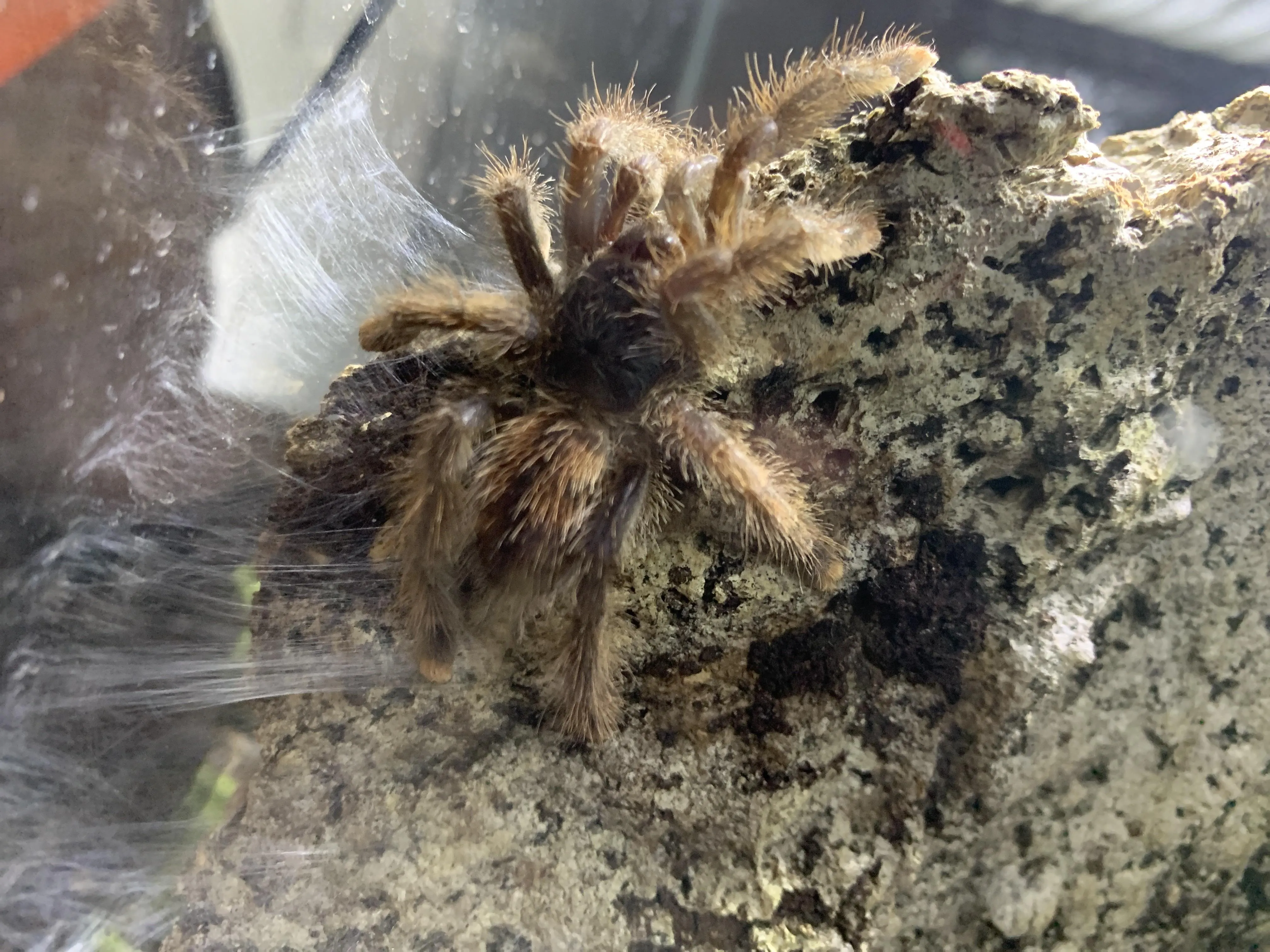 19944 avic tarantula handling