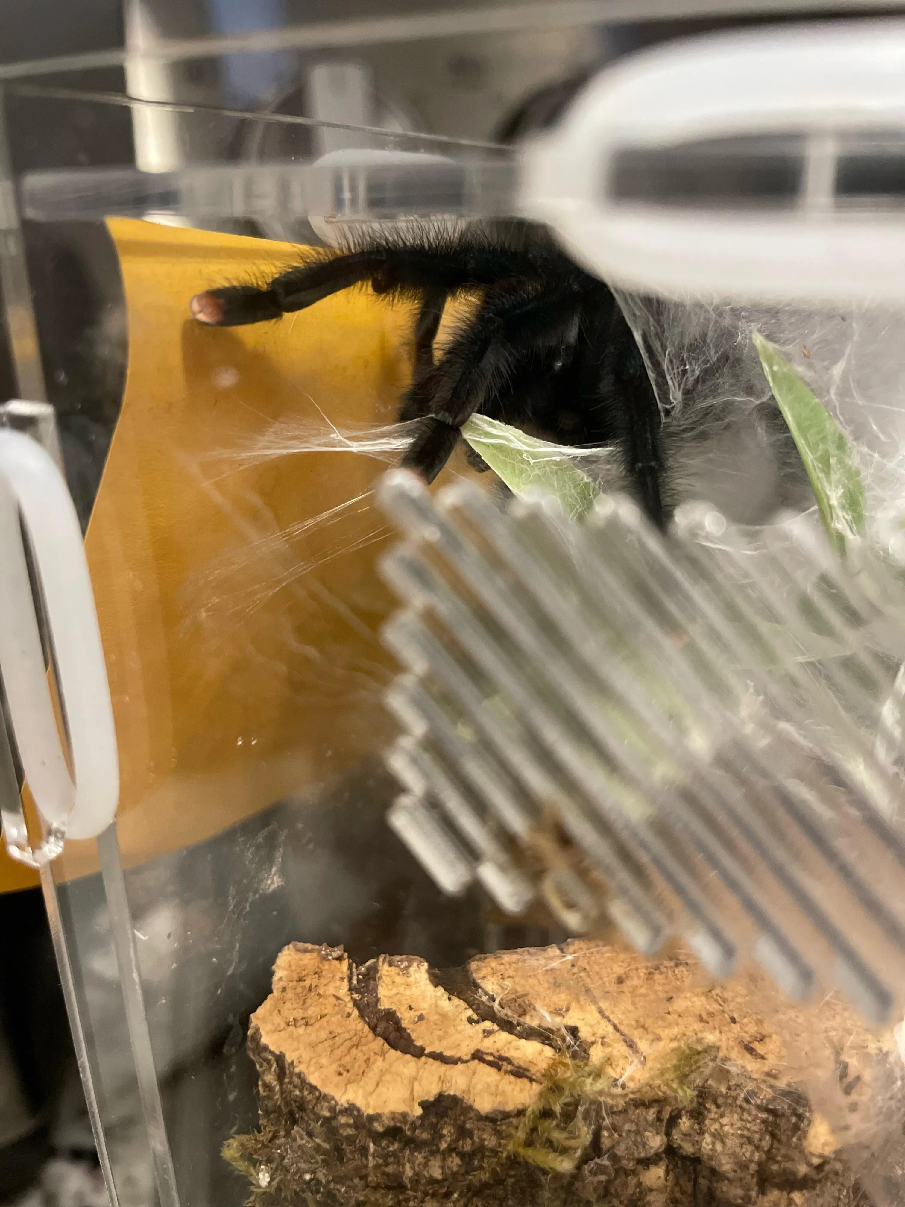 19944 avic tarantula substrate