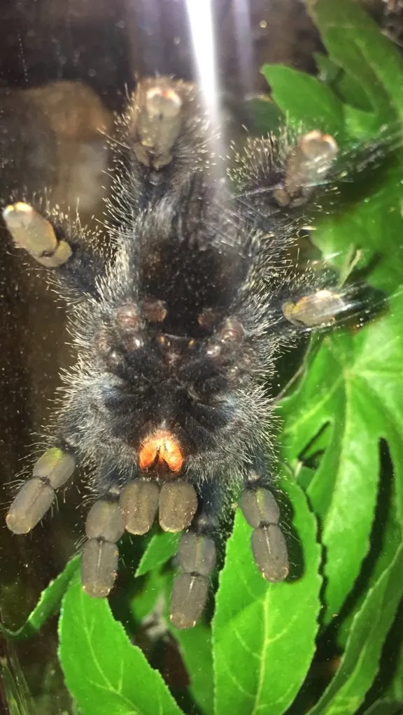 /img/19944-avic-tarantula-watering.webp