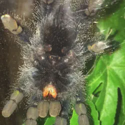 /img/19944-avic-tarantula-watering.webp
