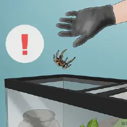 /img/19949-tarantula-handling-7.webp
