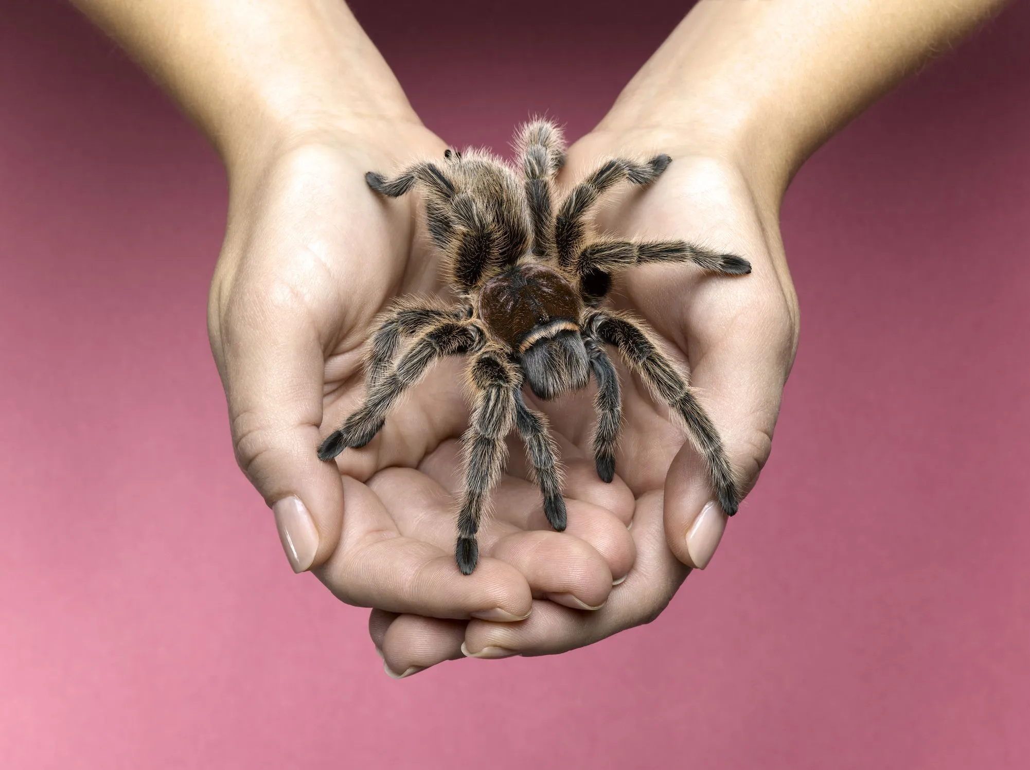 /img/19952-tarantula-species.webp